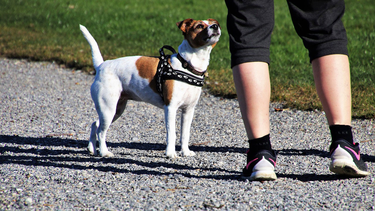 hund-braun