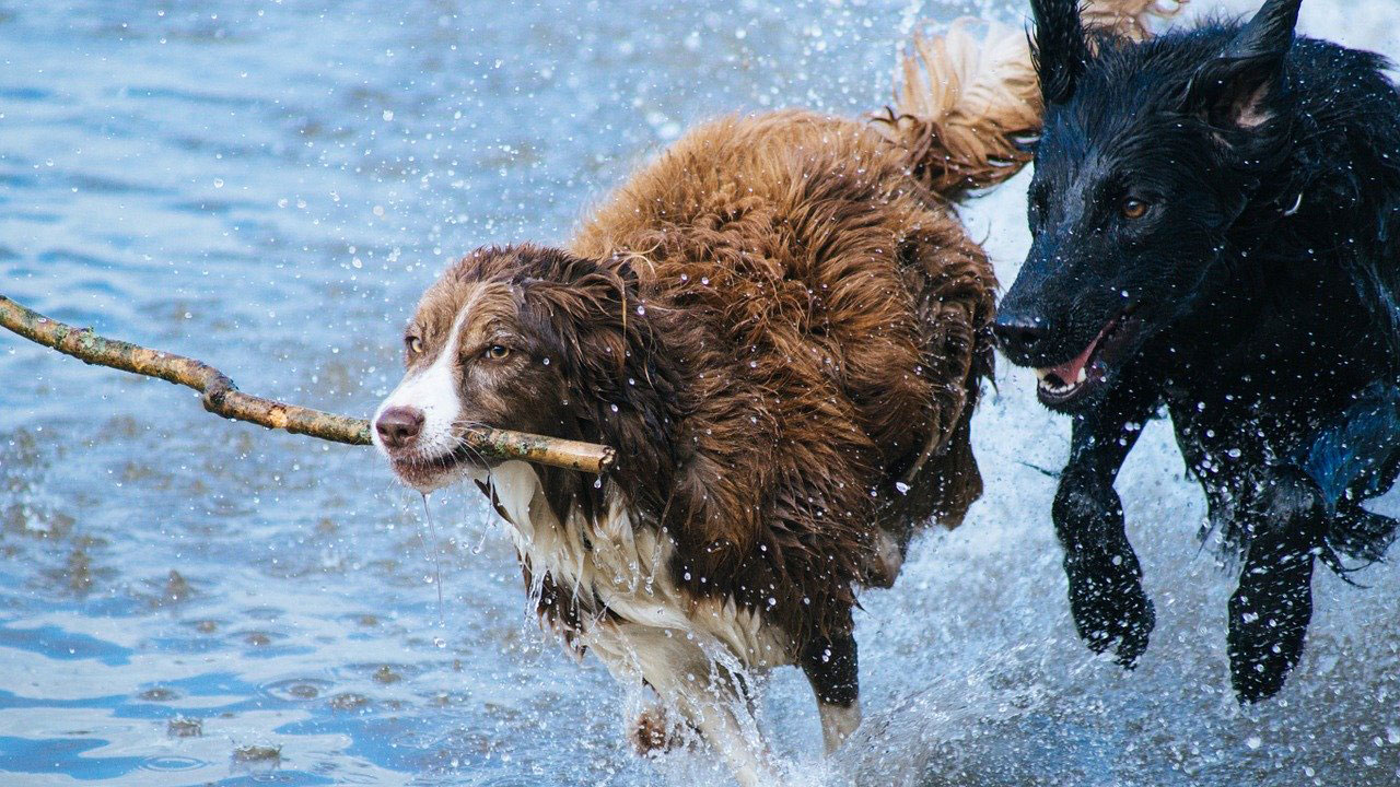 hund-wasser